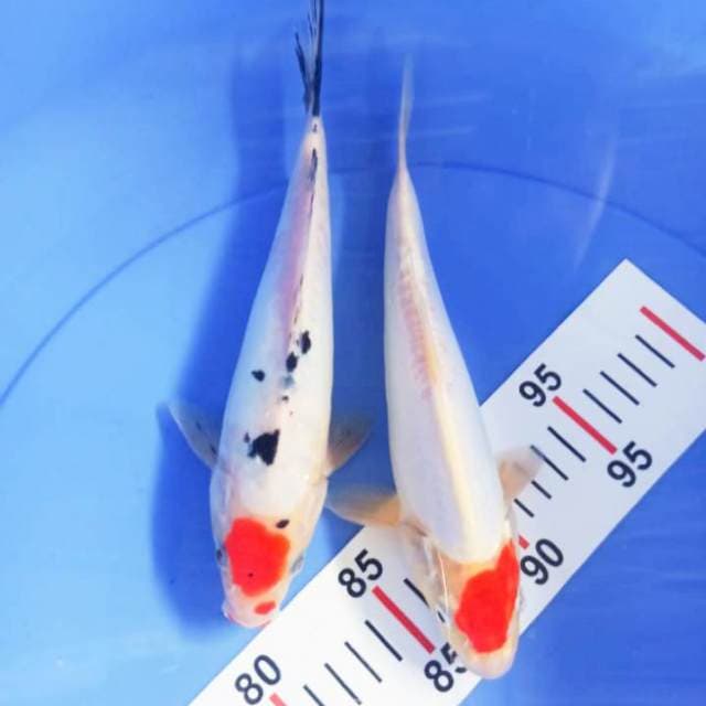 TANCHO SANKE/KOHAKU DOIT 23CM