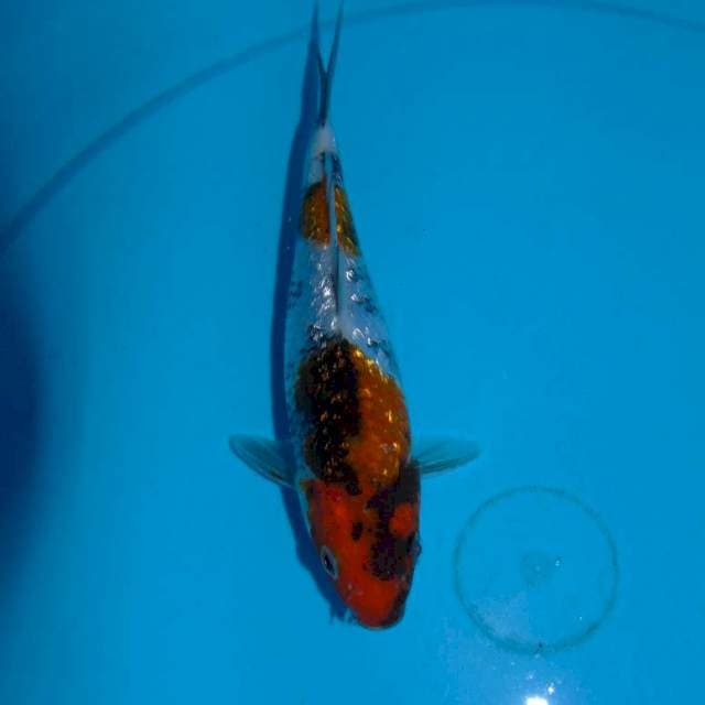 Ginrin showa (17cm)