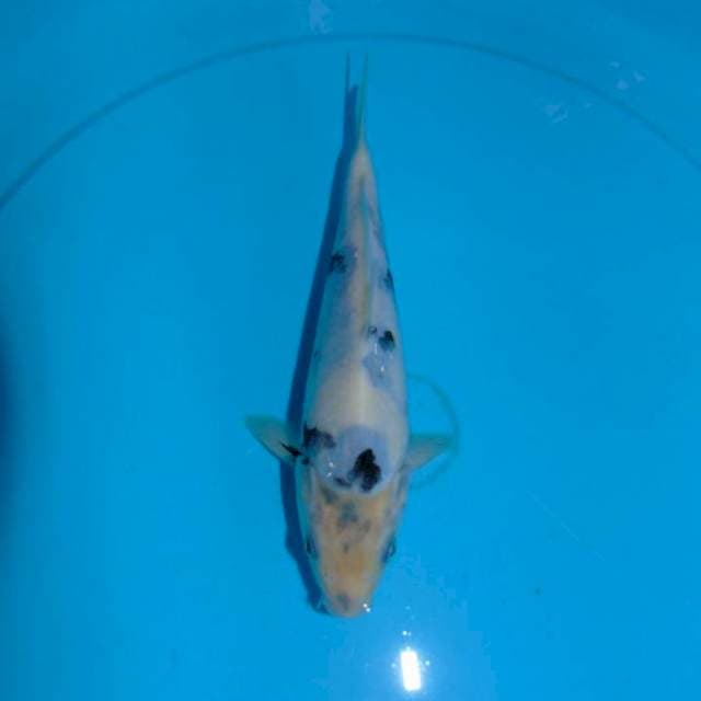 Good shiroji Tategoi (20cm)
