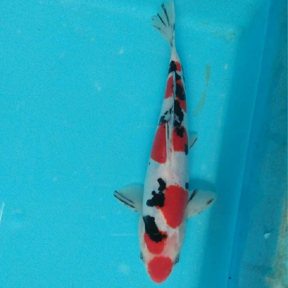Sanke Doitsu kucibeni