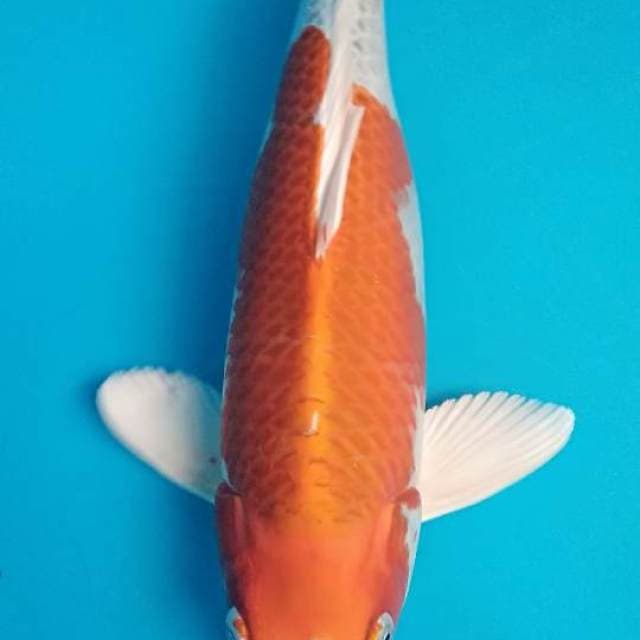 Kujaku jumbo punuk 