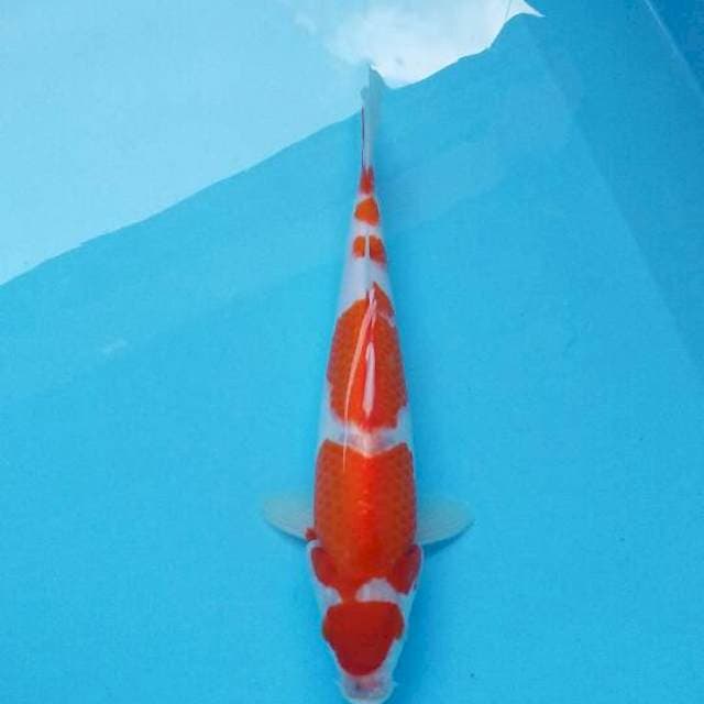 Kohaku maruten