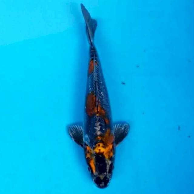 KIKOKURYU 22 CM MALE