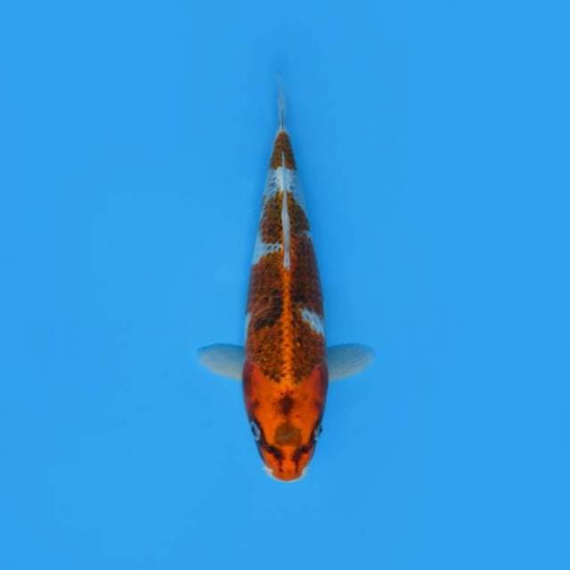 31CM - Kujaku