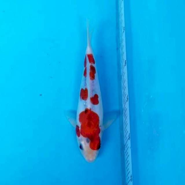 BENI KIKO 22 CM MALE