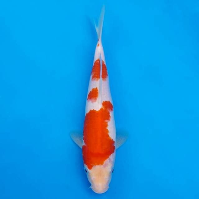 kohaku 23cm HQ