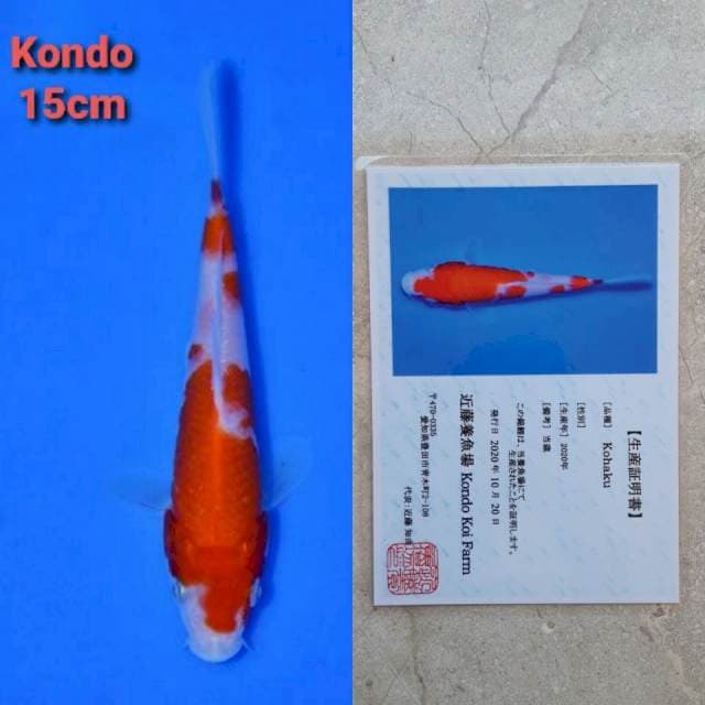kondo kohaku 15cm certy