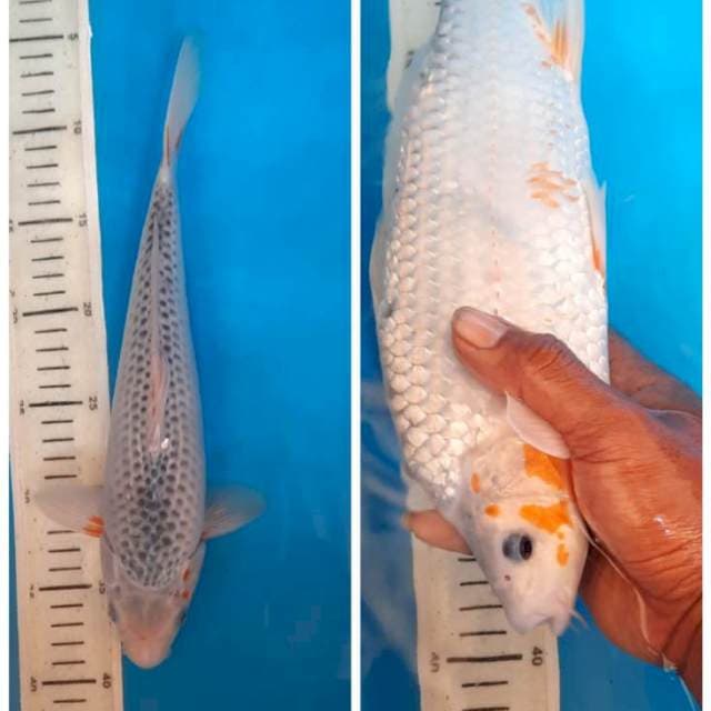 Asagi 31cm