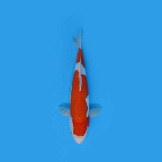 40CM - Two Step Kohaku Doitsu