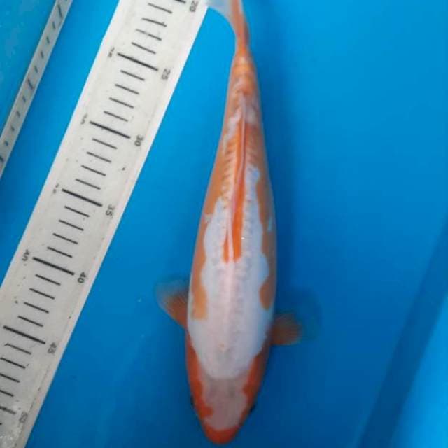 Koshui 30cm