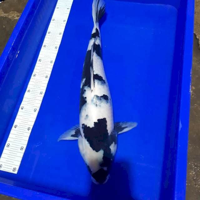 Shiro 51cm indukan hitam pekat