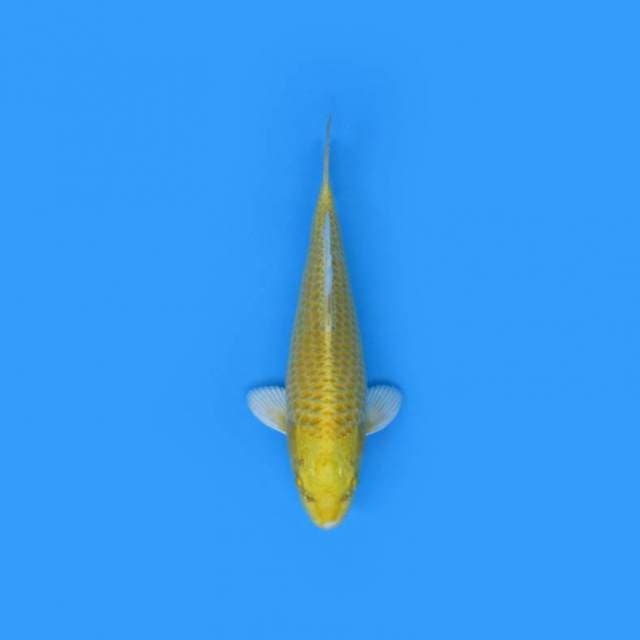 30CM - Yamabuki Ogon