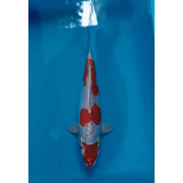 kohaku hikari 30 cm