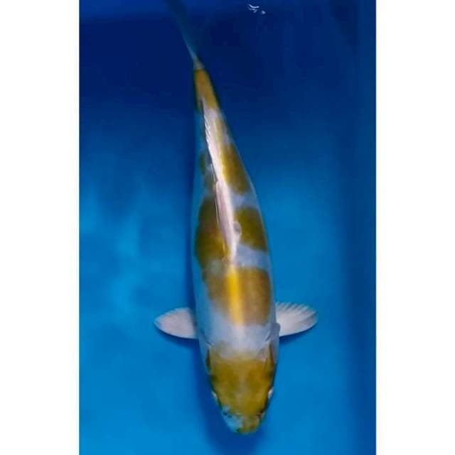 hariwake doitsu 30 cm