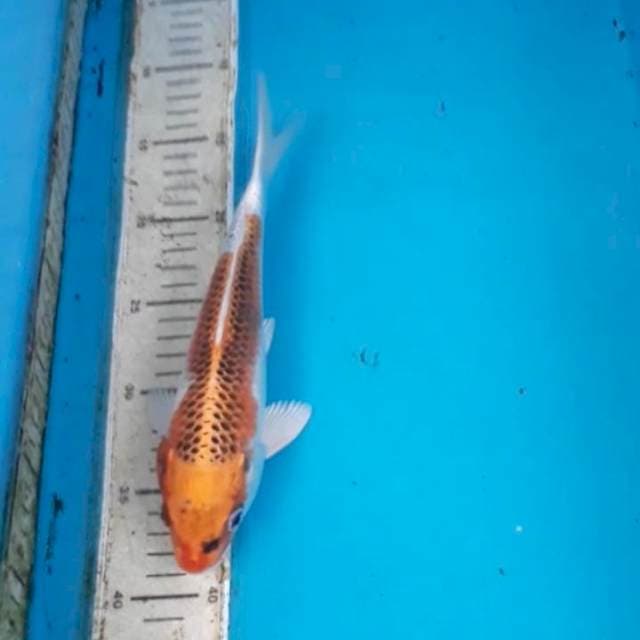 Kujaku 26 cm