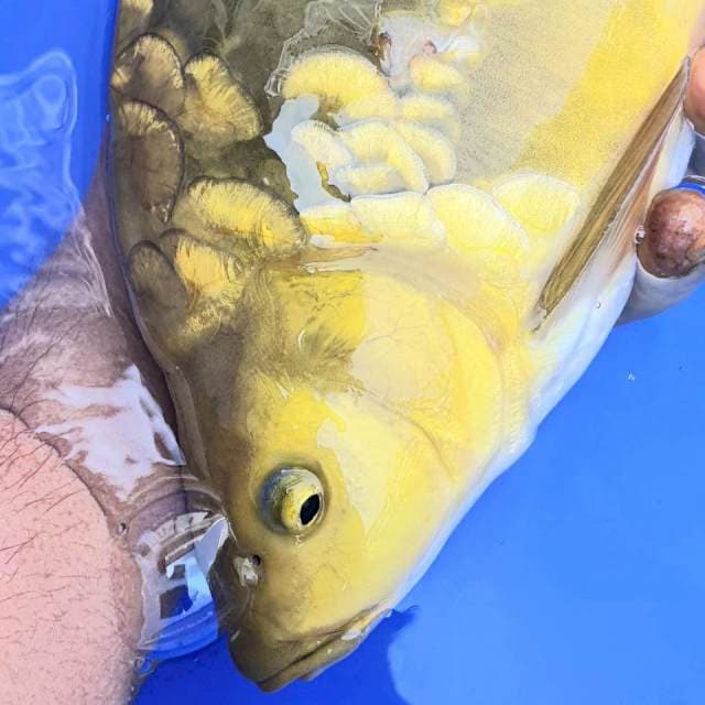 Monster Punuk 37cm