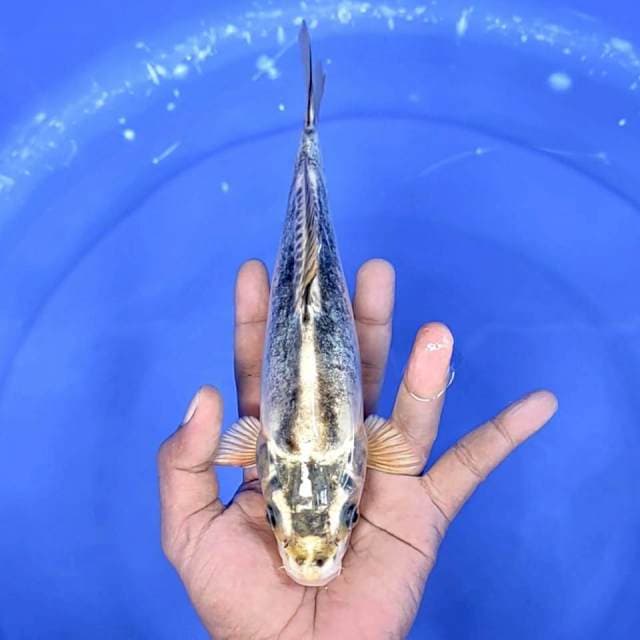doitsu size : 23 cm