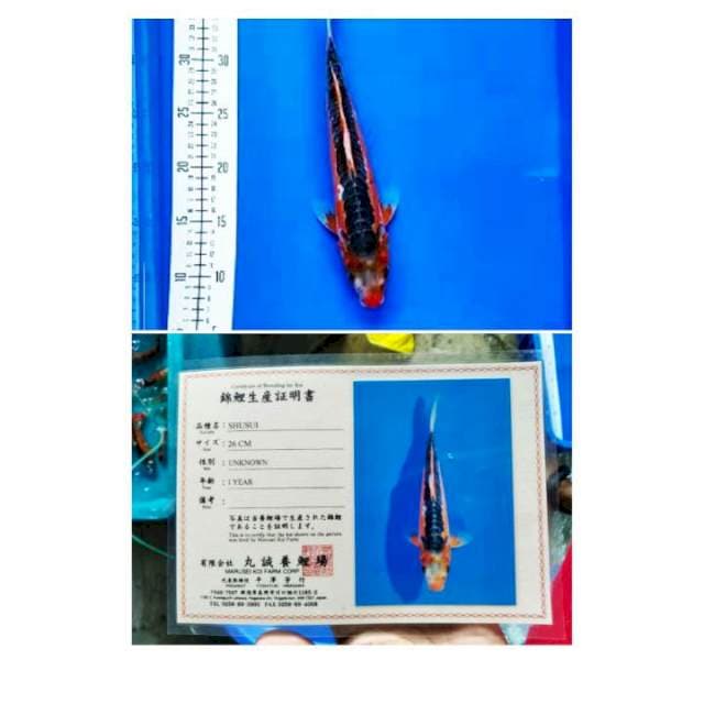 Sushui 30cm Marusei Farm certy