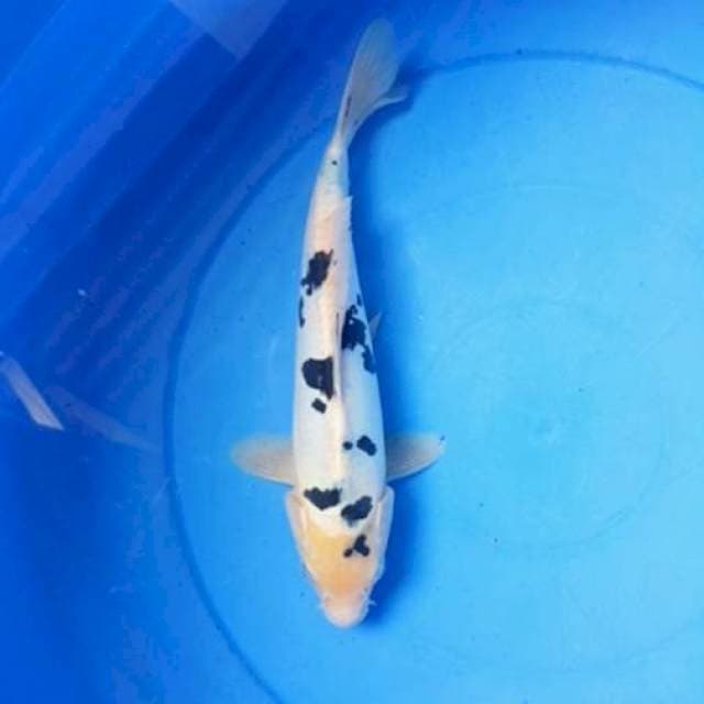 25CM Bekko Doitsu