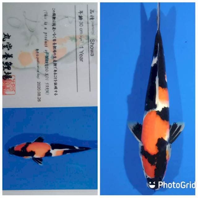 Showa import marudo farm