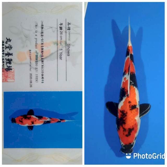 Showa import lengkap serty