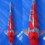 SUPER RED GOSHIKI HIGH QUALITY 