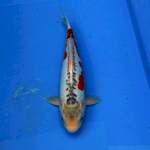 Shusui import certy breeder