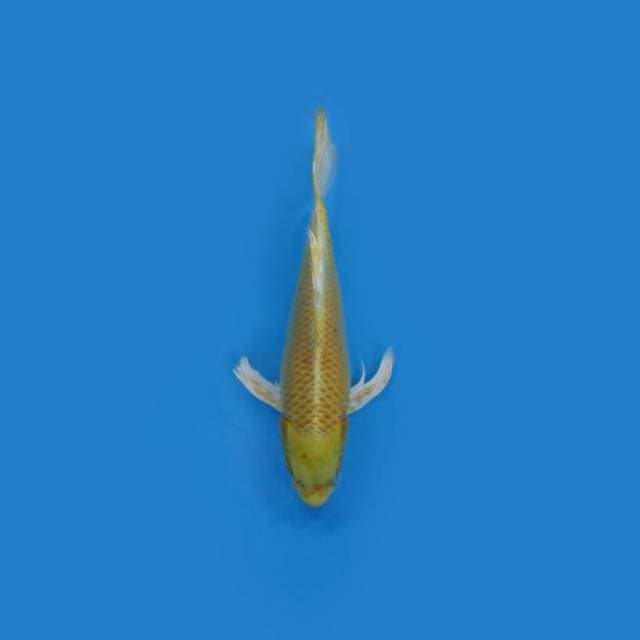 30CM - Yamabuki Ogon Kumpay
