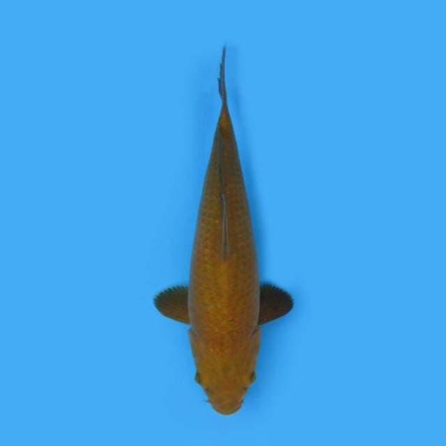 32CM - Chagoi