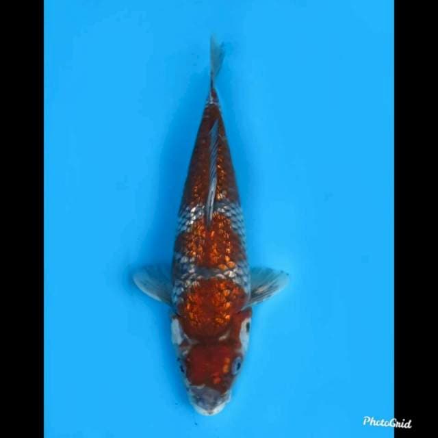 30cm Fml , Ochiba Ginrin