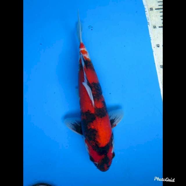 33cm male , Hi Showa Petir