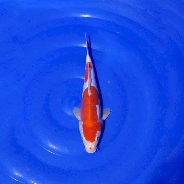 Kohaku doitsu