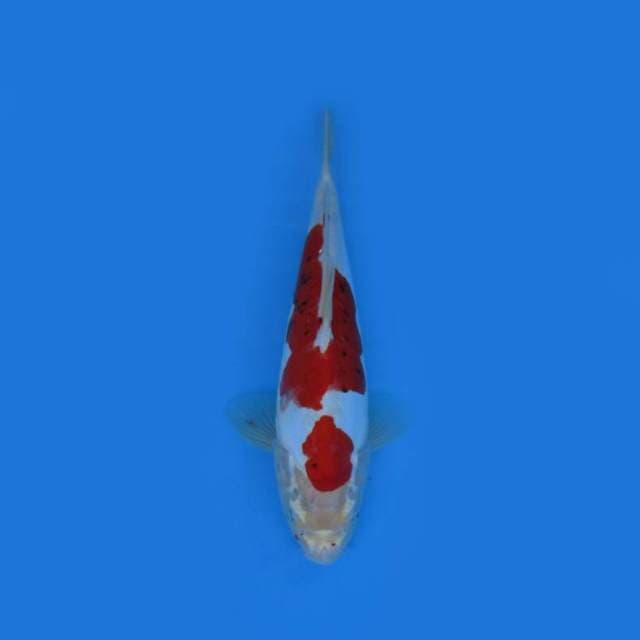 29CM - Hesei Nishiki