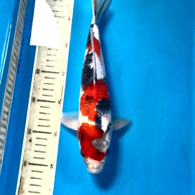 Showa, male 30 cm