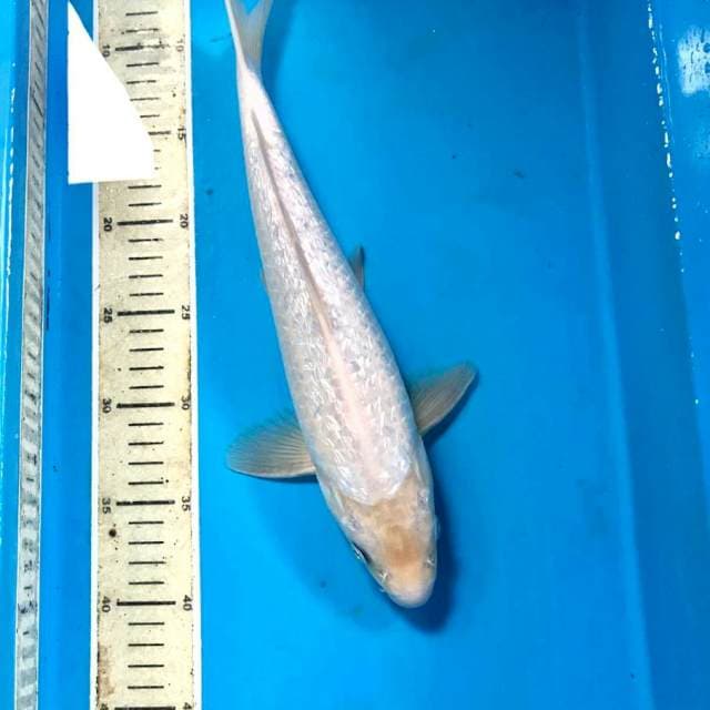 Shiromuji Ginrin, 35 cm