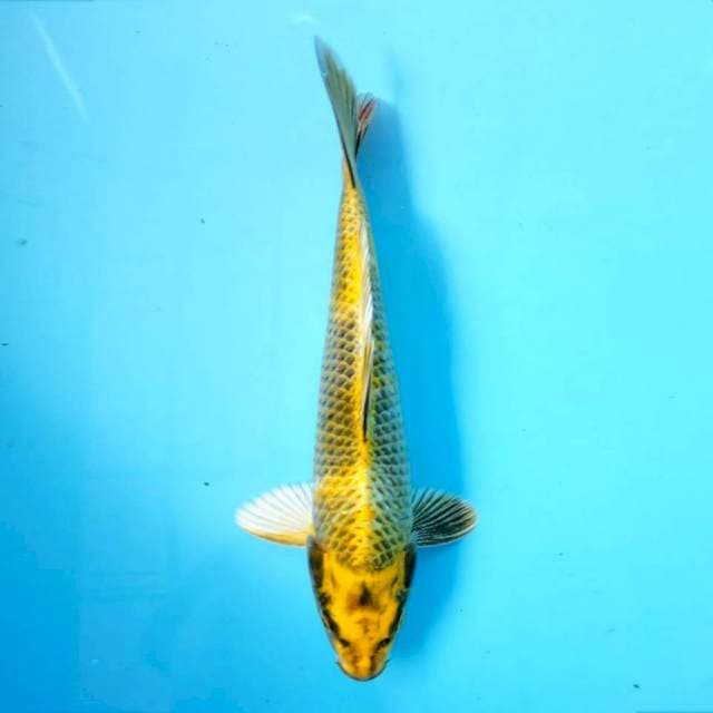 Kin Ki Showa 24 cm