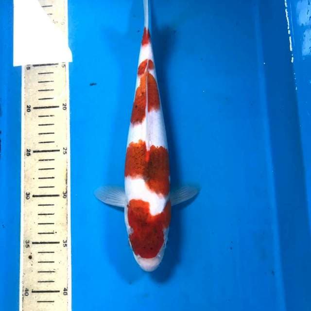 Ai Goromo, 30 cm
