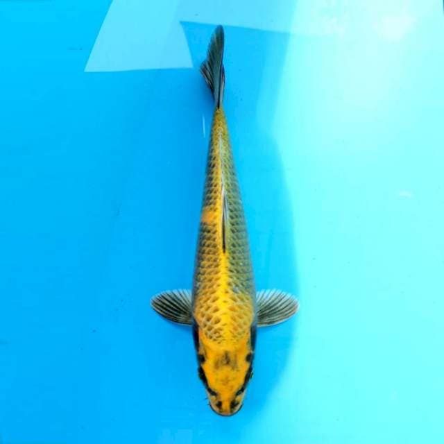 Kin ki utsuri 23 cm
