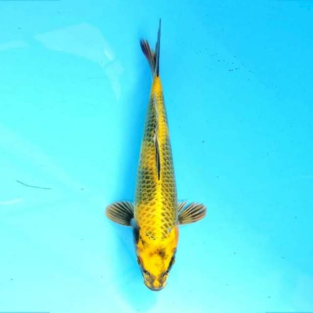 Kin ki utsuri 21 cm