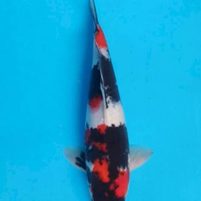 SOWA 29 CM MALE