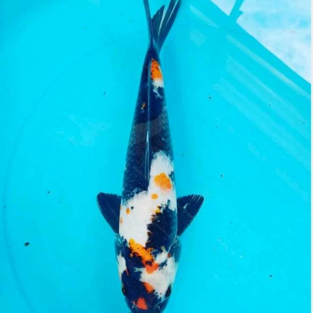 Maruten showa 40 bu 38cm jantan