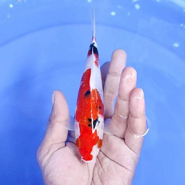 sanke / 17 cm