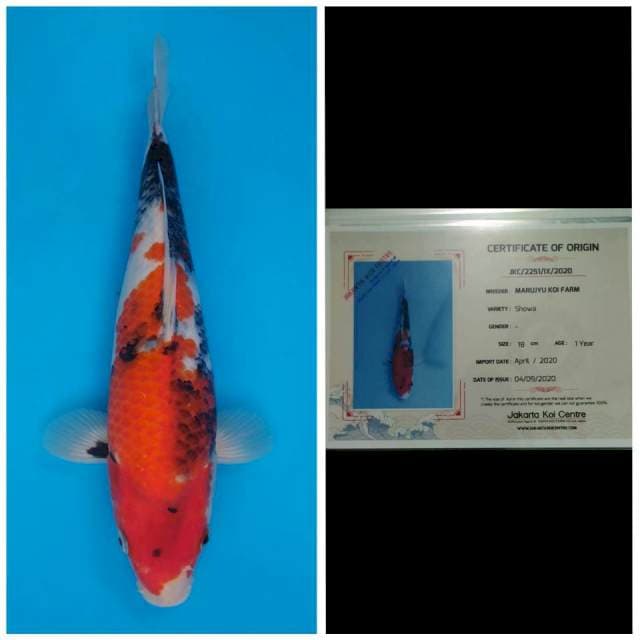 Marujyu Jumbo Tosai Showa