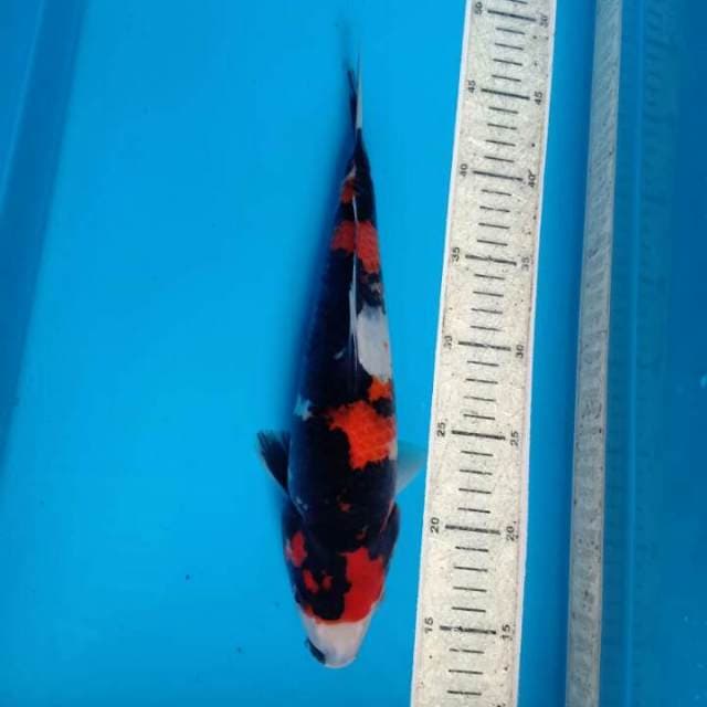 Showa 34cm