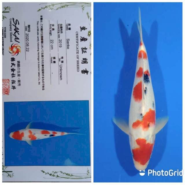 Sanke sakai Ltd