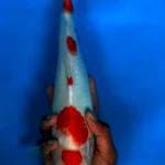 Maruten kohaku F1 33 cm
