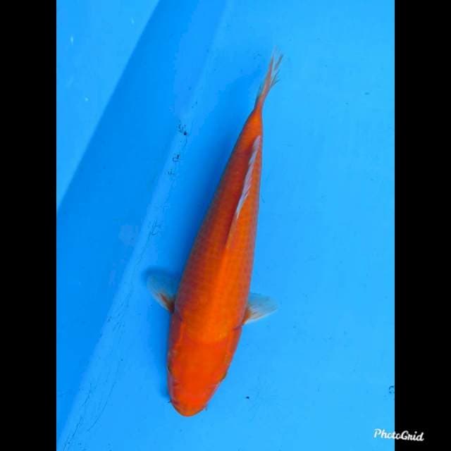 34cm fml , Aka Hajiro 