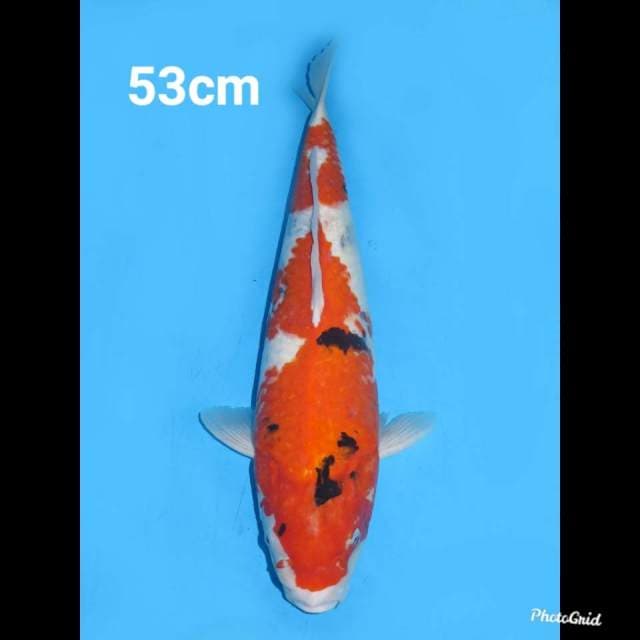 53cm fml , Jumbo Showa