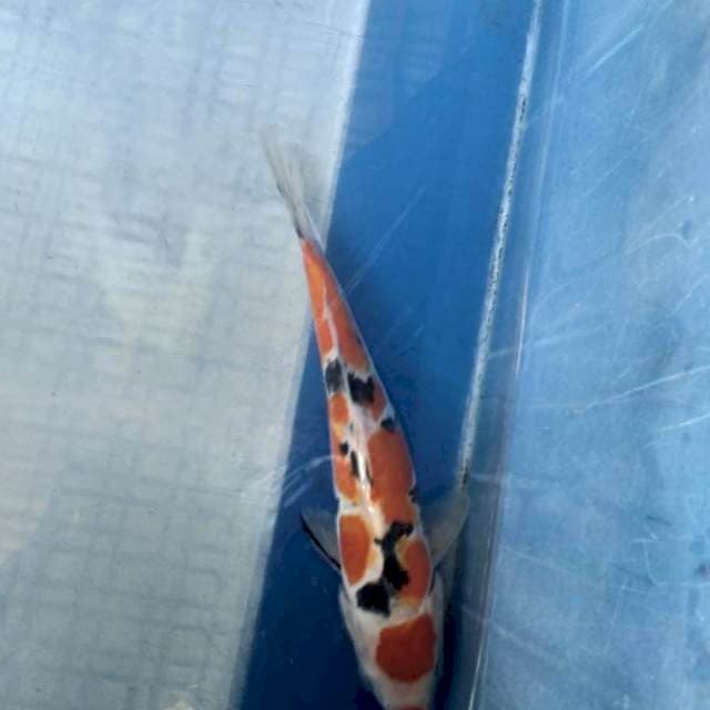 Sanke 22 cm