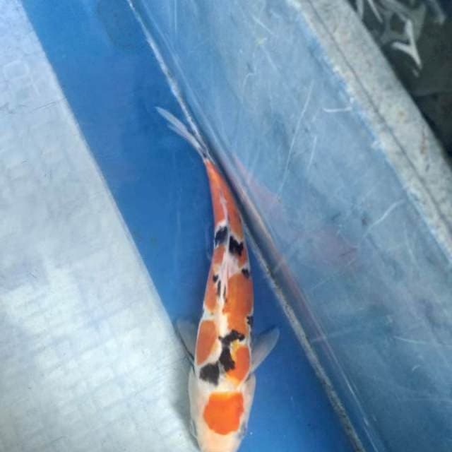 Sanke 22 cm